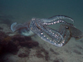   Was Diving MusandamOman indian ocean saw cuttle fish mating but guess spoiled when came closer started taking photos. they were amaising models Musandam/Oman Musandam Oman photos  